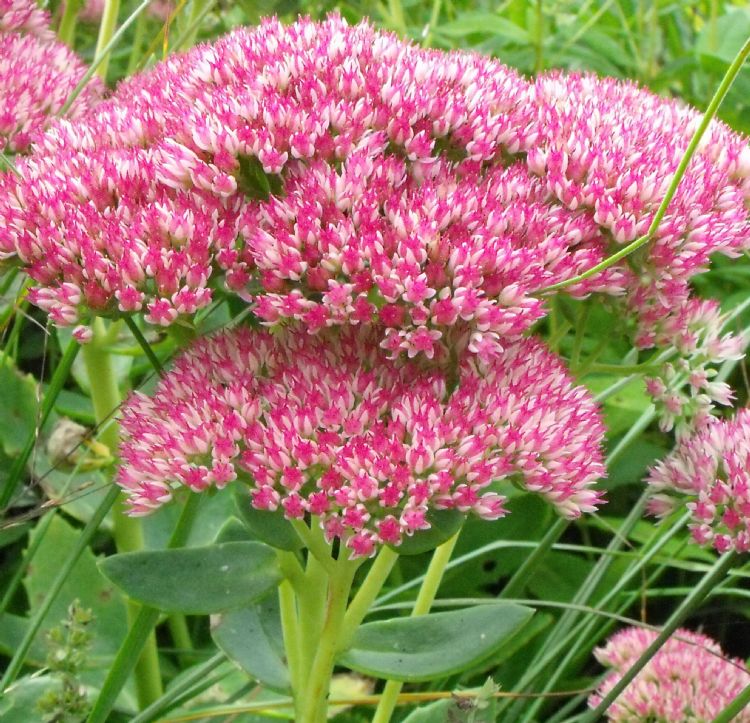 Sedum Herbstfreude Sedum Herbstfreude