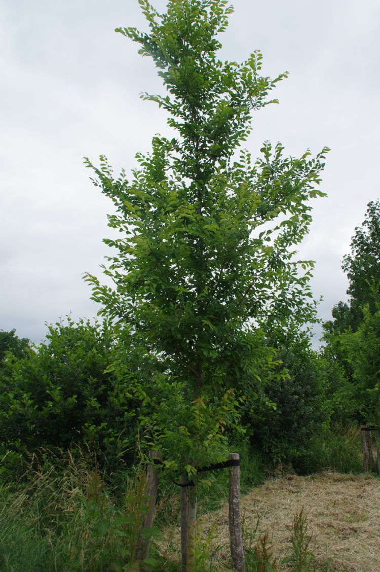 Boom geplant zoals afgesproken, uiteraard ook schriftelijk Boom geplant zoals afgesproken, uiteraard ook schriftelijk