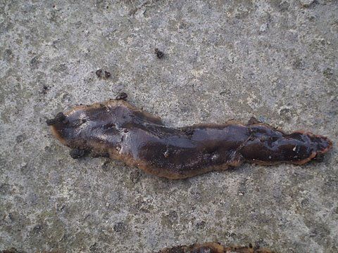 Nieuw-Zeelandse landplatworm (<i>Arthurdendyus triangulatus</i>). Fotocredits: Mark Atkinson onder CC BY SA 3.0 Nieuw-Zeelandse landplatworm (<i>Arthurdendyus triangulatus</i>). Fotocredits: Mark Atkinson onder CC BY SA 3.0