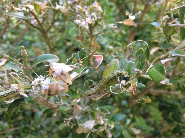 Dit plaagbeeld zag je maar al te vaak in 2018 en 2019 Dit plaagbeeld zag je maar al te vaak in 2018 en 2019
