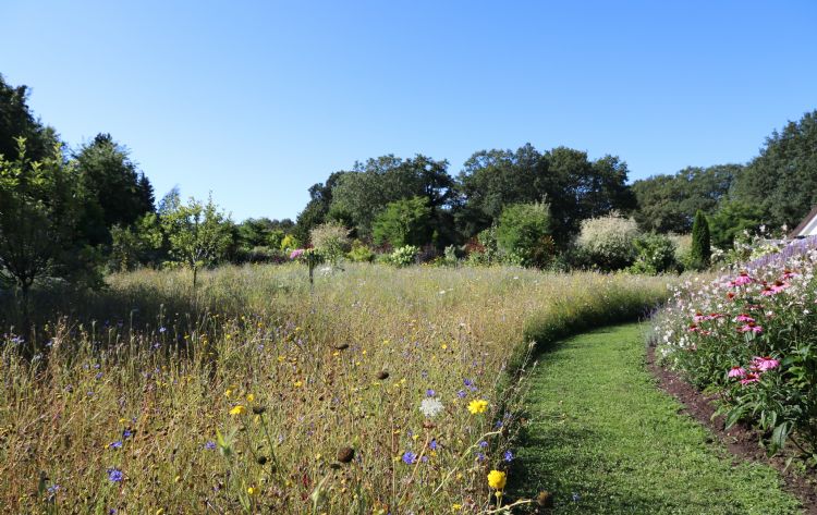 Afbeelding: In deze tuin is het meerjarige mengsel Veldbloemen 2 gezaaid. In het najaar zie je de kleur wat afnemen, maar de vegetatie staat er nog steeds mooi bij. Afbeelding: In deze tuin is het meerjarige mengsel Veldbloemen 2 gezaaid. In het najaar zie je de kleur wat afnemen, maar de vegetatie staat er nog steeds mooi bij.