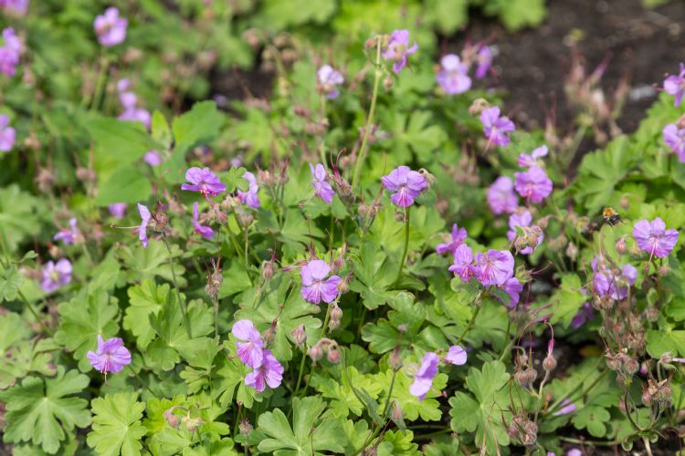 Geranium cant.'Camebridge'