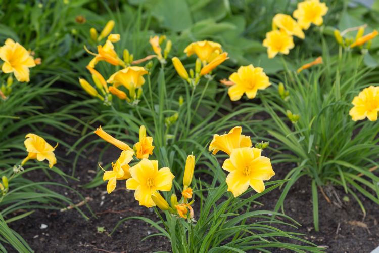 Hemerocallis 'Stella d'Oro'