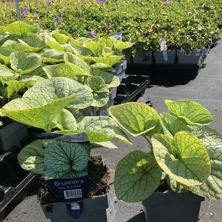 Brunnera macrophylla 'Jack Frost'