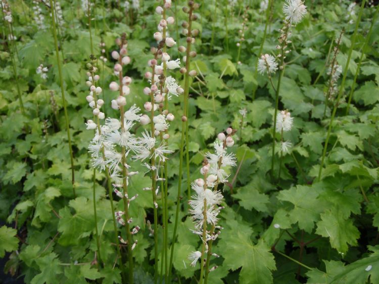 Tiarella cordifolia