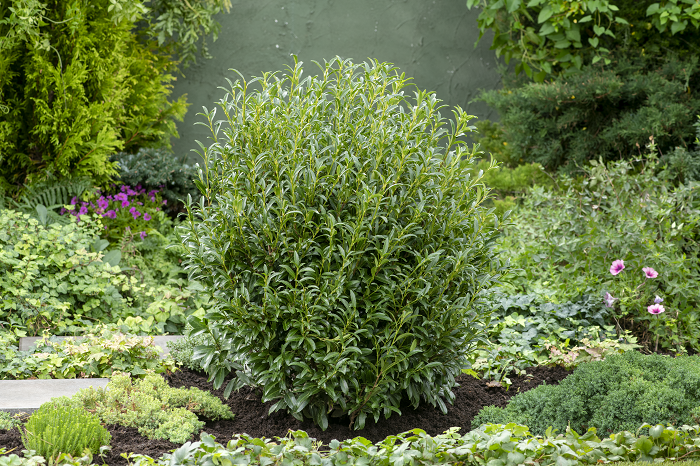 <i>Prunus laurocerasus</i> 'Szófi' (SOFIA) PBR <i>Prunus laurocerasus</i> 'Szófi' (SOFIA) PBR