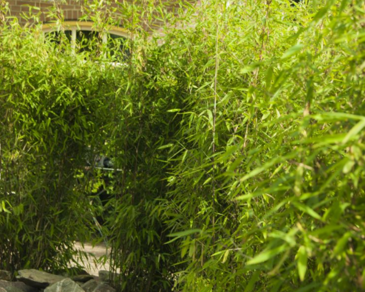 Fargesia 'Obelisk' Fargesia 'Obelisk'