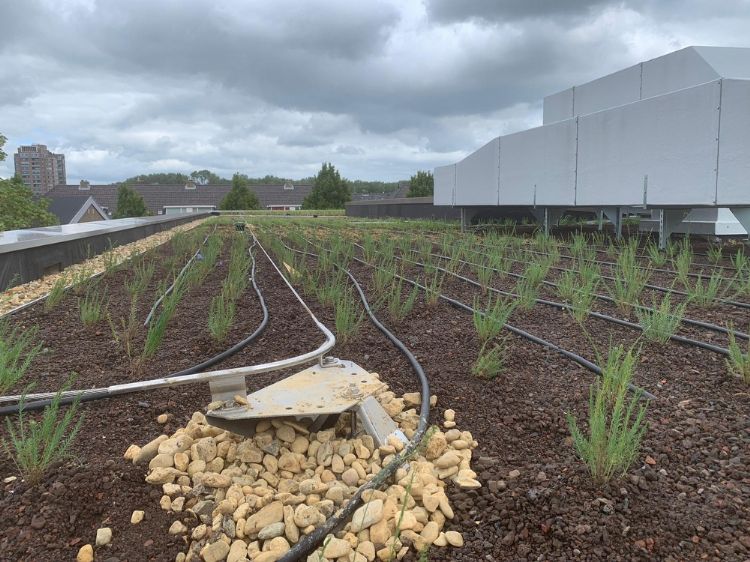 Kroeze Hoveniers Kroeze Hoveniers