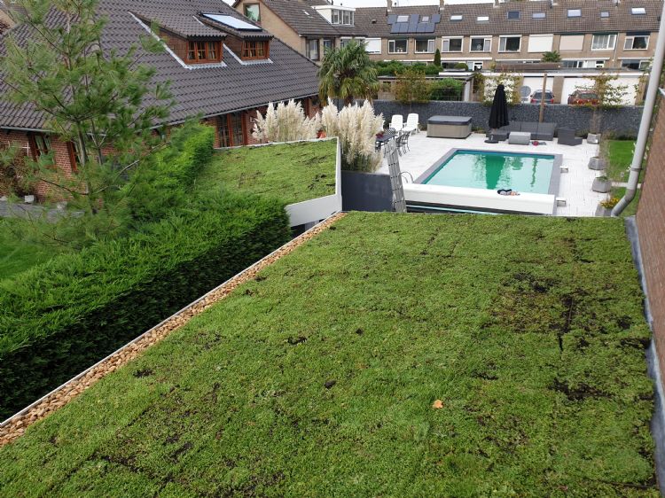 De Sedumtrays zijn makkelijk zelf aan te leggen. De Sedumtrays zijn makkelijk zelf aan te leggen.