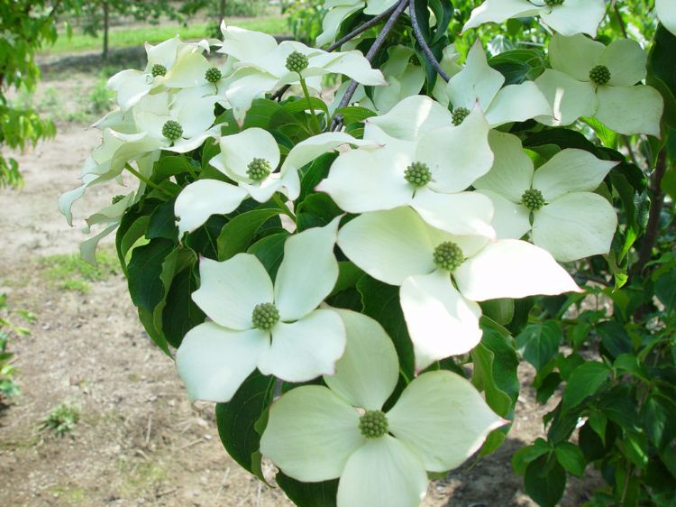 <i>Cornus kousa</i> 'Bultinck's Giant Flower' <i>Cornus kousa</i> 'Bultinck's Giant Flower'