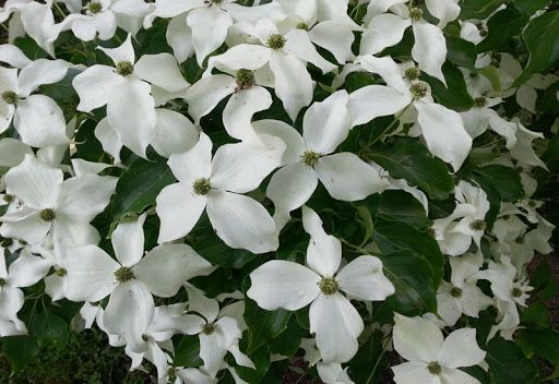 Cornus kousa 'Nicole' Cornus kousa 'Nicole'
