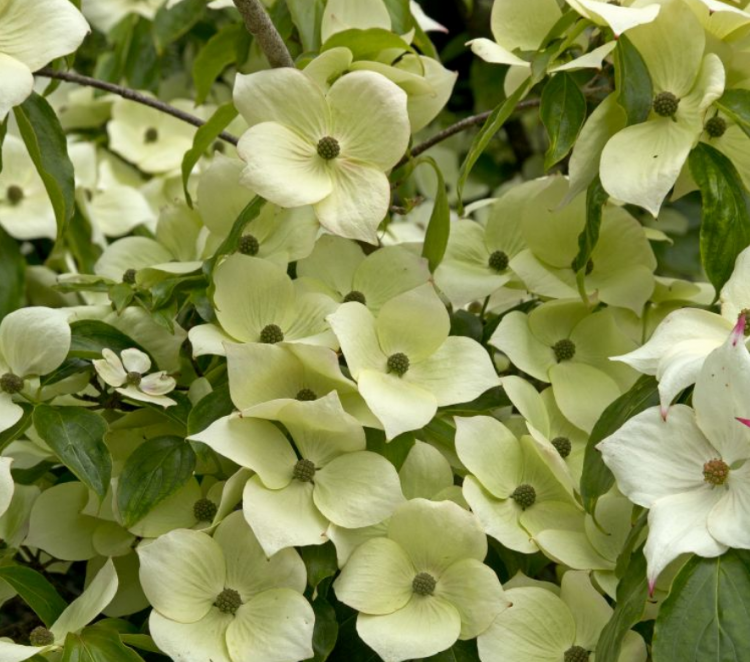 <i>Cornus kousa</i> 'Teutonia' <i>Cornus kousa</i> 'Teutonia'