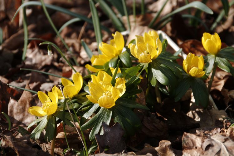 Eranthis hyemalis (winterakoniet) Eranthis hyemalis (winterakoniet)