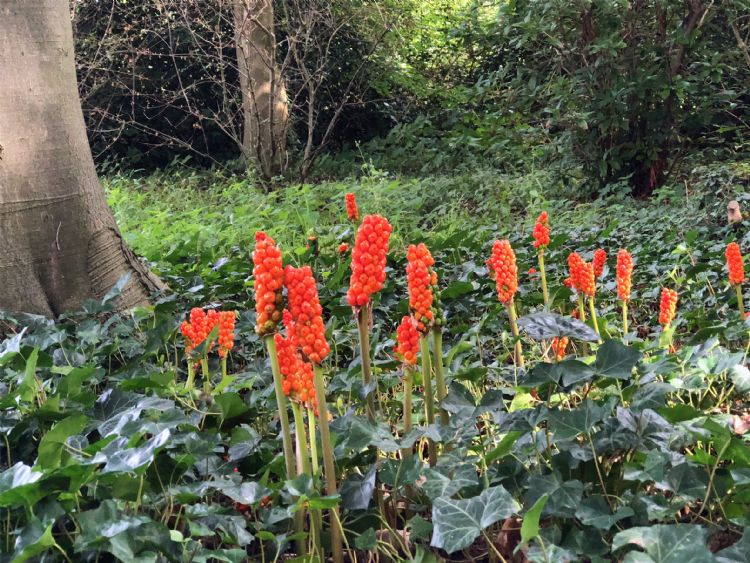 Arum italicum valt op vanwege het bijzondere decoratieve blad Arum italicum valt op vanwege het bijzondere decoratieve blad