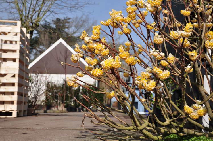 <i>Edgeworthia chrysantha</i> 'Grandiflora'. De bloemen geuren heerlijk. Neem eens een takje mee naar binnen. <i>Edgeworthia chrysantha</i> 'Grandiflora'. De bloemen geuren heerlijk. Neem eens een takje mee naar binnen.