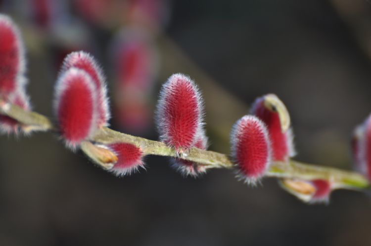 <i>Salix gracilistyla</i> 'Mt. Aso'. In januari ontwikkelen zich felroze katjes. <i>Salix gracilistyla</i> 'Mt. Aso'. In januari ontwikkelen zich felroze katjes.