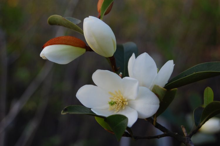 Magnolia laevifolia / Michelia yunnanensis Magnolia laevifolia / Michelia yunnanensis