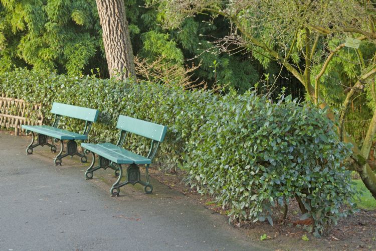 <i>Viburnum tinus</i> in de openbare ruimte <i>Viburnum tinus</i> in de openbare ruimte