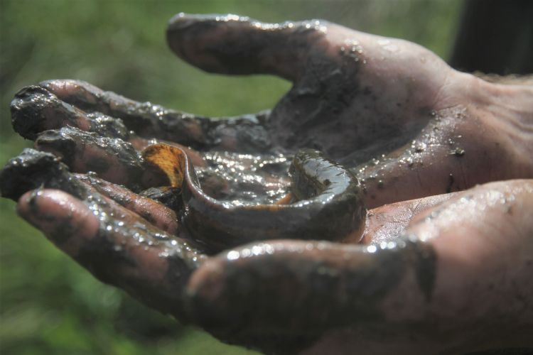 Gevangen grote modderkruiper tijdens baggerwerkzaamheden Gevangen grote modderkruiper tijdens baggerwerkzaamheden