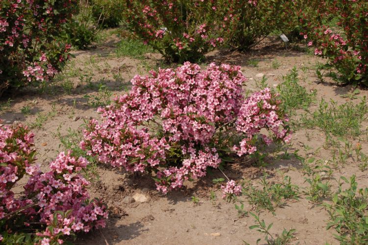 <i>Weigela hybride</i> 'Pink Poppet' ('Piccolo') van boomkwekerij Schurig in Barmstedt. Deze kreeg het cijfer 9,3 voor compactheid en laag blijven. Deze <i>Weigela</i>, die alleen in Ellerhoop is getest, wordt gekenmerkt door dwerggroei en is ook geschikt <i>Weigela hybride</i> 'Pink Poppet' ('Piccolo') van boomkwekerij Schurig in Barmstedt. Deze kreeg het cijfer 9,3 voor compactheid en laag blijven. Deze <i>Weigela</i>, die alleen in Ellerhoop is getest, wordt gekenmerkt door dwerggroei en is ook geschikt