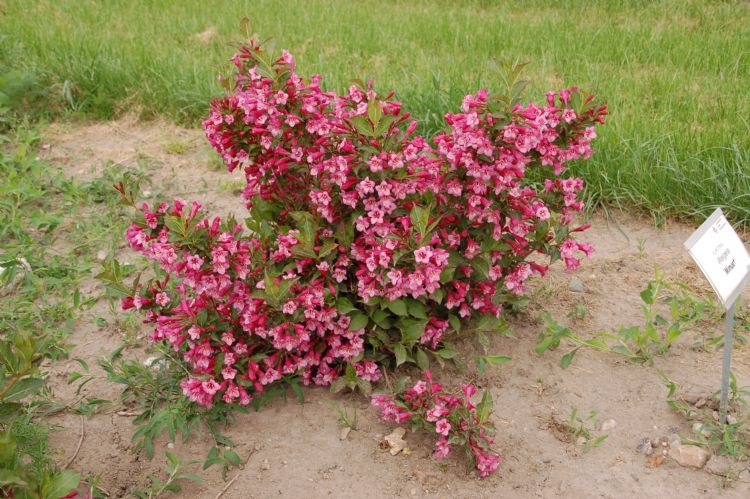 <i>Weigela hybride</i> 'Minuet' kreeg in de vroege zomer van 2012 het cijfer 9.0 voor compactheid en trage groei en kan ook worden omschreven als een dwerg. <i>Weigela hybride</i> 'Minuet' kreeg in de vroege zomer van 2012 het cijfer 9.0 voor compactheid en trage groei en kan ook worden omschreven als een dwerg.