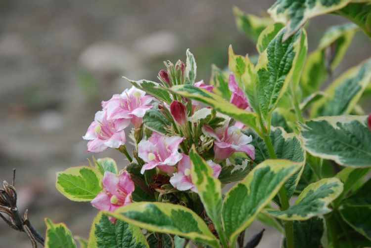 <i>Weigela hybride</i> 'Wessex Gold', geregistreerd in de vroege zomer van 2012, kreeg het cijfer 9,0 voor de sierwaarde van het blad. Ook hiervoor geldt dat oudere scheuten neigen naar kaal worden. <i>Weigela hybride</i> 'Wessex Gold', geregistreerd in de vroege zomer van 2012, kreeg het cijfer 9,0 voor de sierwaarde van het blad. Ook hiervoor geldt dat oudere scheuten neigen naar kaal worden.