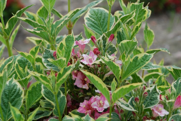 <i>Weigela florida</i> 'Nana Variegata' is alleen in Ellerhoop getest en geleverd door kwekerij Kordes Young Plants uit Bilsen. Hij kreeg een 9 voor de sierwaarde van het blad. Van de vier rassen met een 9,0 is dit de langzaamst groeiende variëteit, met e <i>Weigela florida</i> 'Nana Variegata' is alleen in Ellerhoop getest en geleverd door kwekerij Kordes Young Plants uit Bilsen. Hij kreeg een 9 voor de sierwaarde van het blad. Van de vier rassen met een 9,0 is dit de langzaamst groeiende variëteit, met e