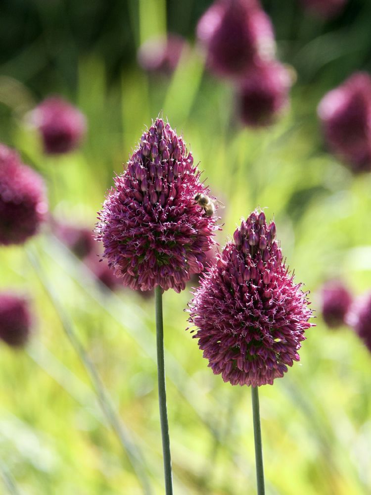 Allium sphaerocephalon Allium sphaerocephalon