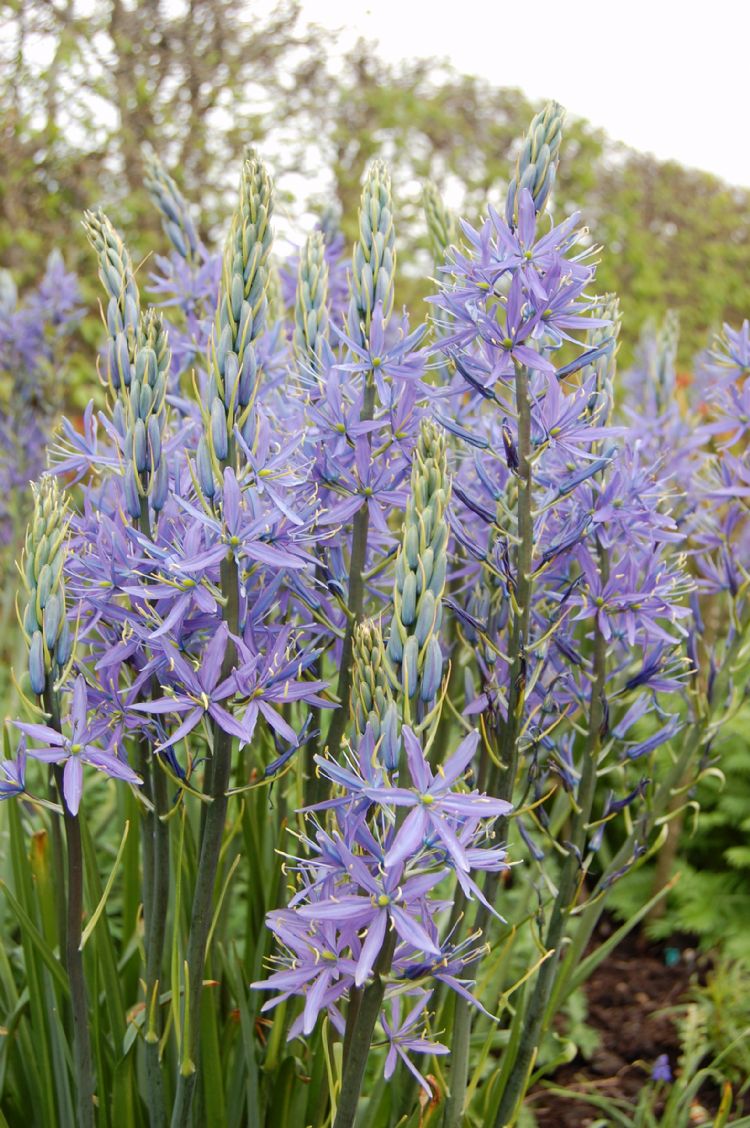 Camassia leichtlinii 'Caerulea' Camassia leichtlinii 'Caerulea'