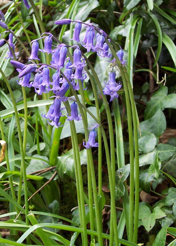 Hyacinthoides non-scripta Hyacinthoides non-scripta