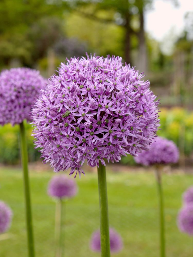 Allium 'Gladiator' Allium 'Gladiator'