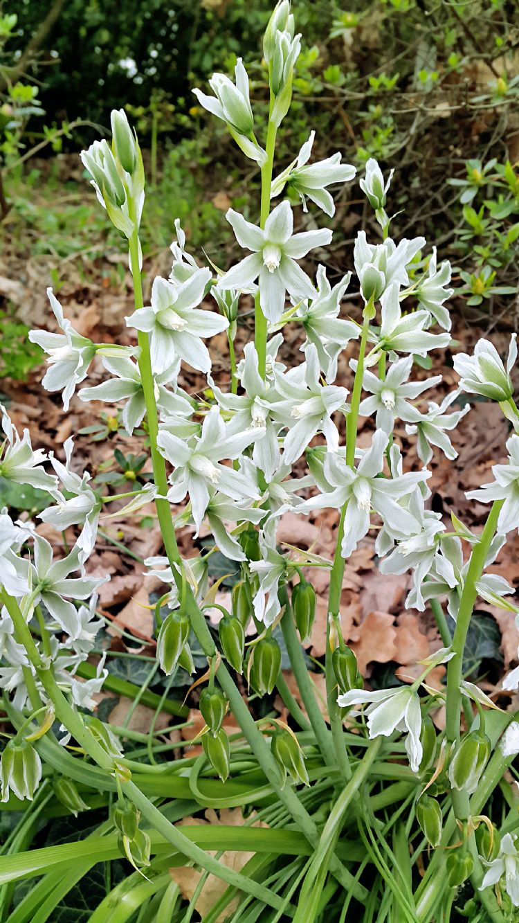 Ornithogalum nutans Ornithogalum nutans