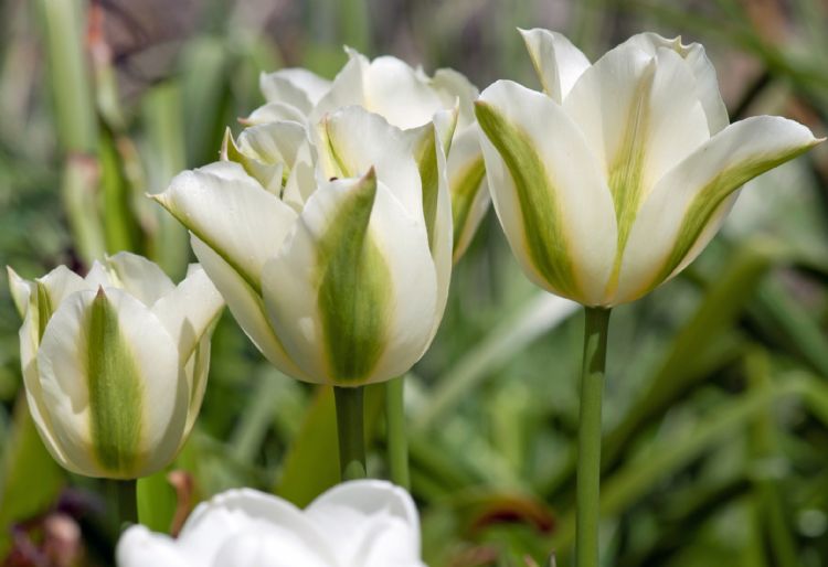 Tulip Spring Green Tulip Spring Green