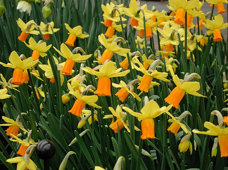 Narcissus Jetfire Narcissus Jetfire