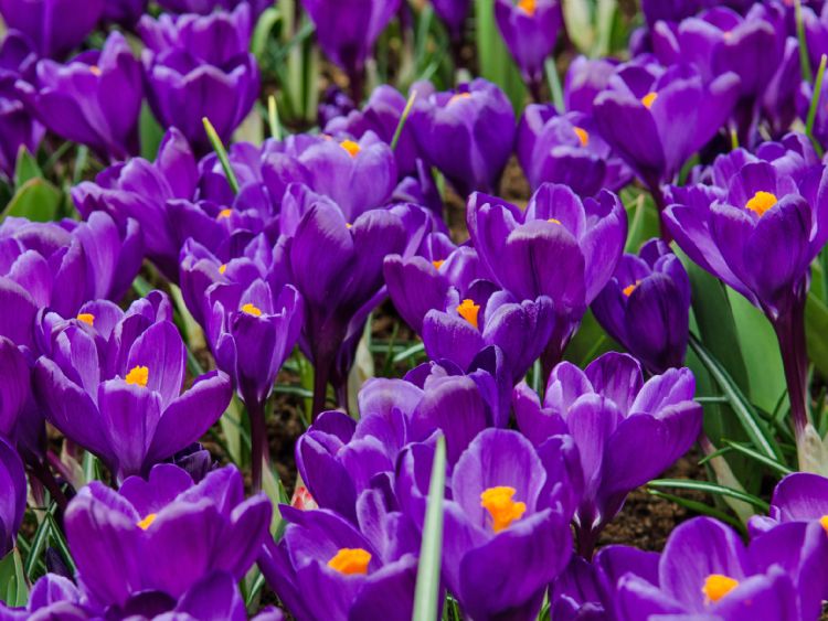 Crocus vernus 'Flower Record' Crocus vernus 'Flower Record'
