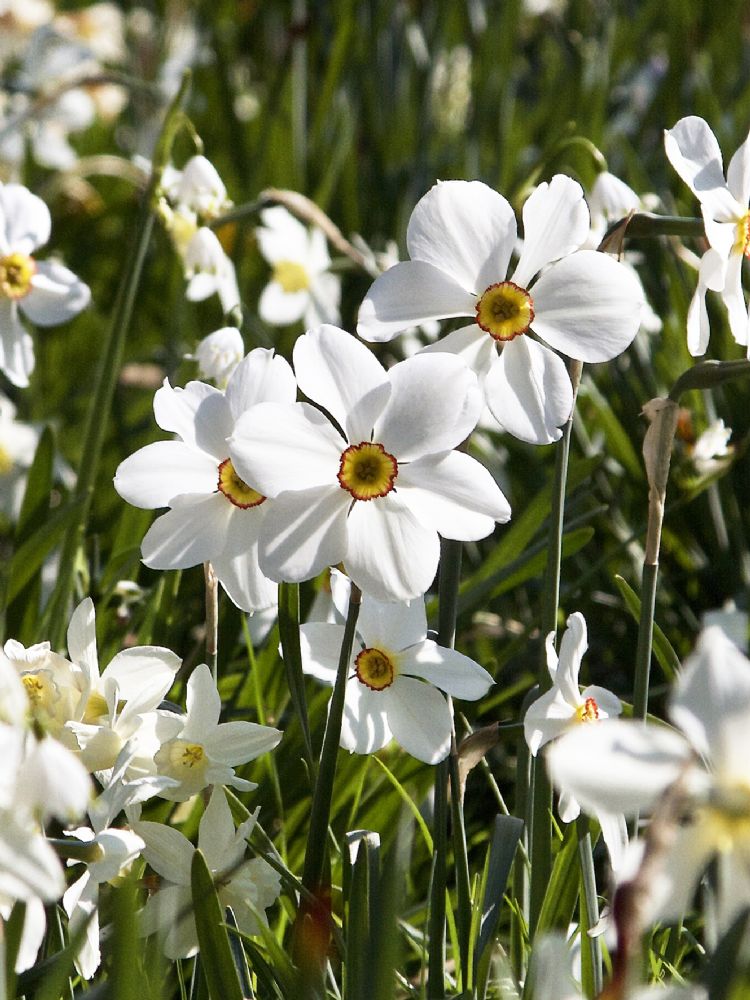 Narcissus poeticus Narcissus poeticus