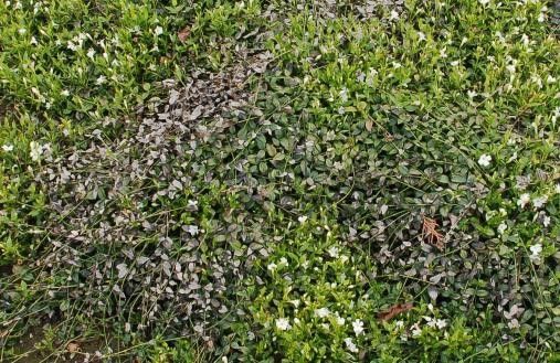 Typisch wijdverbreid schadepatroon van taksterfte door <i>Phoma</i> bij <i>Vinca minor</i>, veroorzaakt door een aantasting van de scheuten met de schimmel <i>Phoma exigua</i>. Typisch wijdverbreid schadepatroon van taksterfte door <i>Phoma</i> bij <i>Vinca minor</i>, veroorzaakt door een aantasting van de scheuten met de schimmel <i>Phoma exigua</i>.