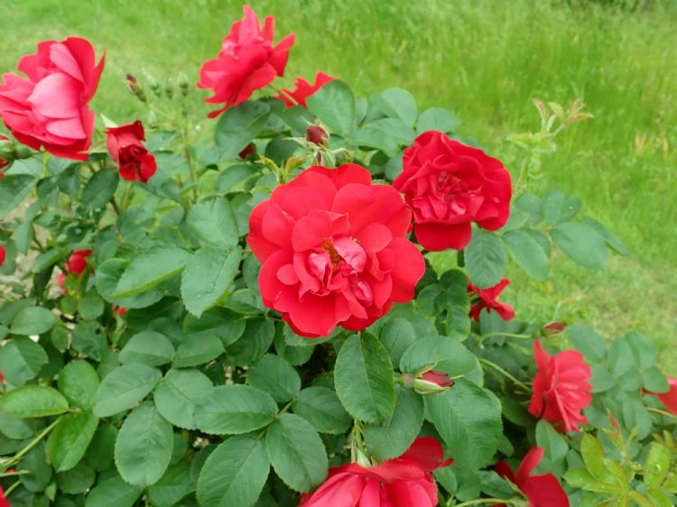 Rosa Hansaland Foto: Salicyna, CC BY-SA 4.0 <https://creativecommons.org/licenses/by-sa/4.0>, via Wikimedia Commons Rosa Hansaland Foto: Salicyna, CC BY-SA 4.0 <https://creativecommons.org/licenses/by-sa/4.0>, via Wikimedia Commons