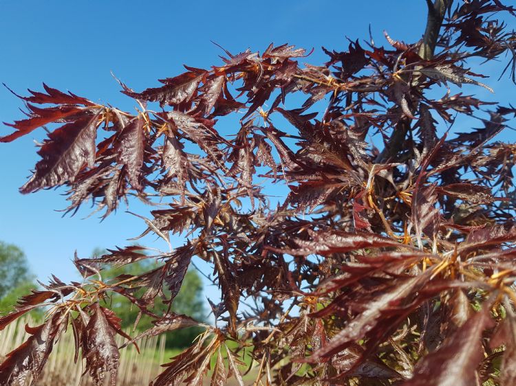 Het blad van <i>Fagus sylvatica</i> 'Midnight Feather' is diep ingesneden en heeft de vorm van een veer Het blad van <i>Fagus sylvatica</i> 'Midnight Feather' is diep ingesneden en heeft de vorm van een veer