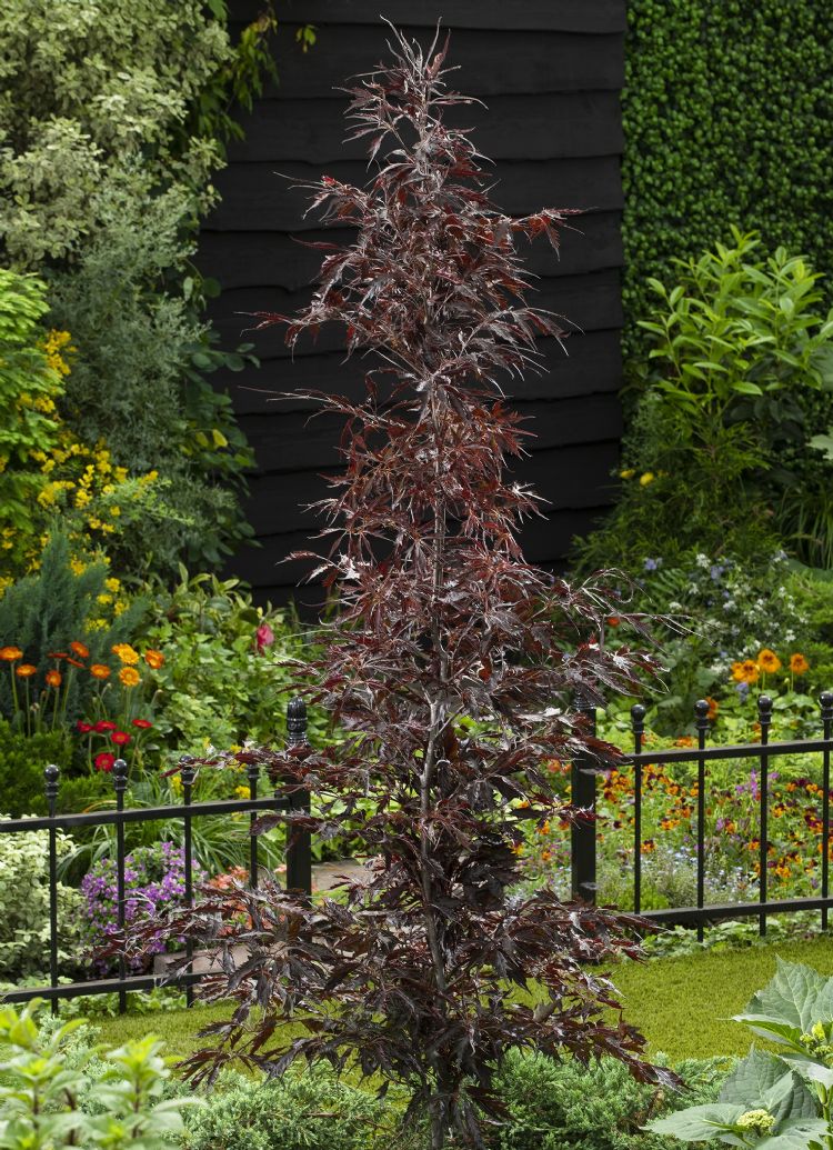 <i>Fagus sylvatica</i> 'Midnight Feather' is een opgaande beuk, die een mooie doorgaande tak maakt.