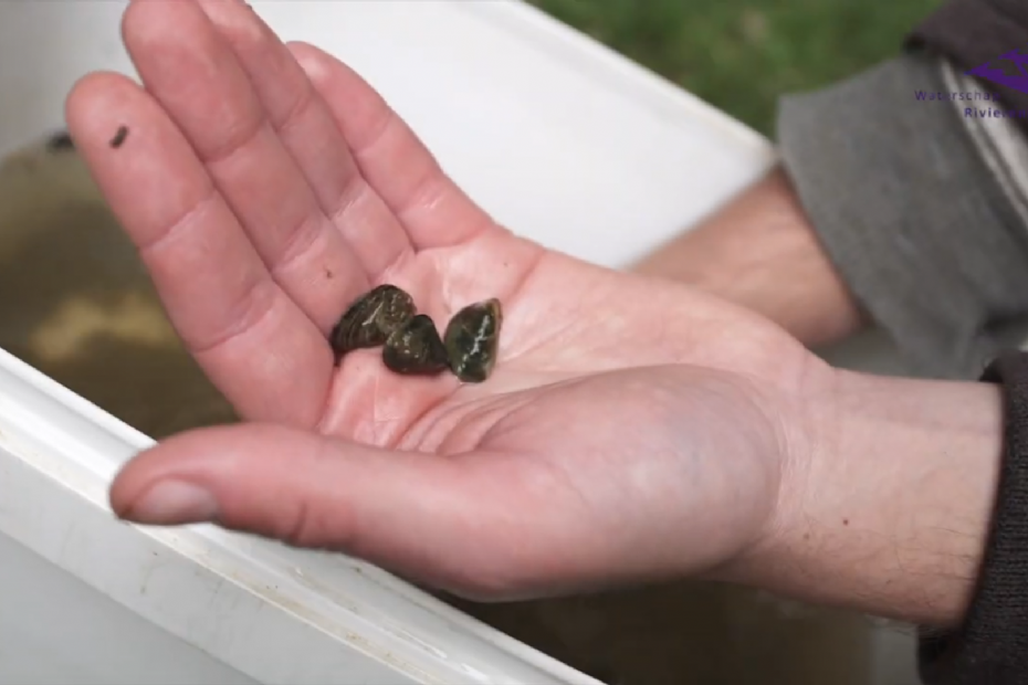 Beeld ter illustratie