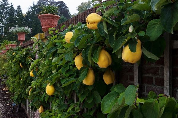 Koninklijke kweeperen in de paleistuinen