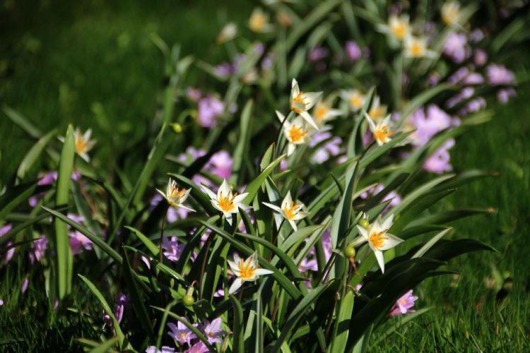Tulipa turkestanica en Chionodoxa ' Rose Queen' 