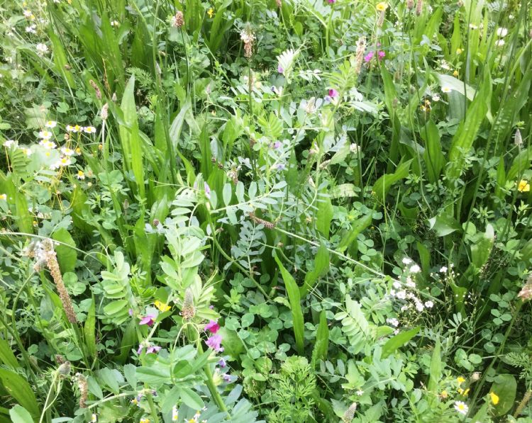 StayGreen 3 met 28 inheemse soorten