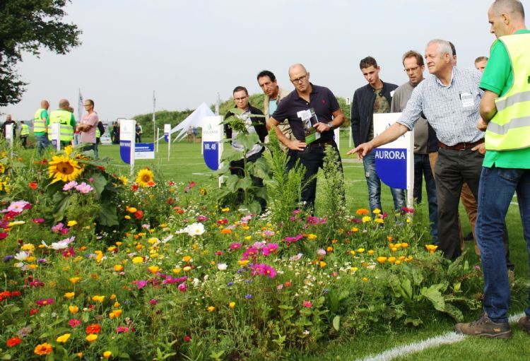In de biodiversiteitsetalage met diverse wildebloemenvegetaties doe je veel inspiratie op voor een duurzamer groenbeheer.