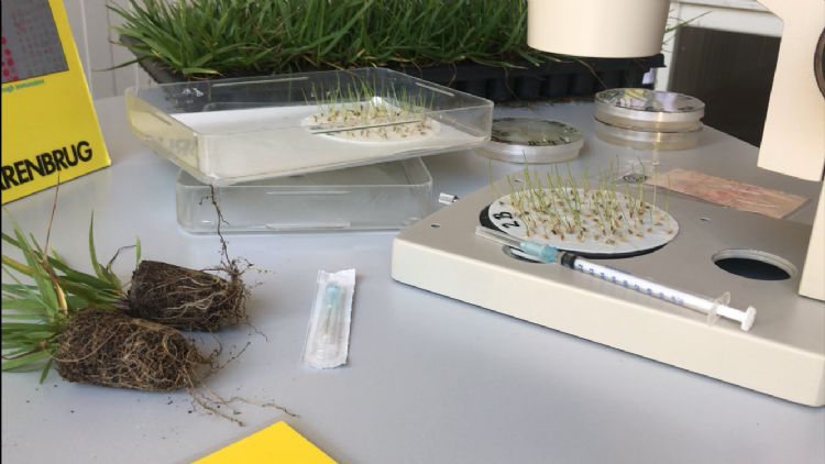 Kiem-energietest: hoeveel procent van de zaden ontkiemt er op het viltje? Er worden 100 graszaden op een viltje gelegd. Dat gaat de ‘kiemkast’ in en na enkele dagen wordt geteld hoeveel zaden er zijn ontkiemd. 