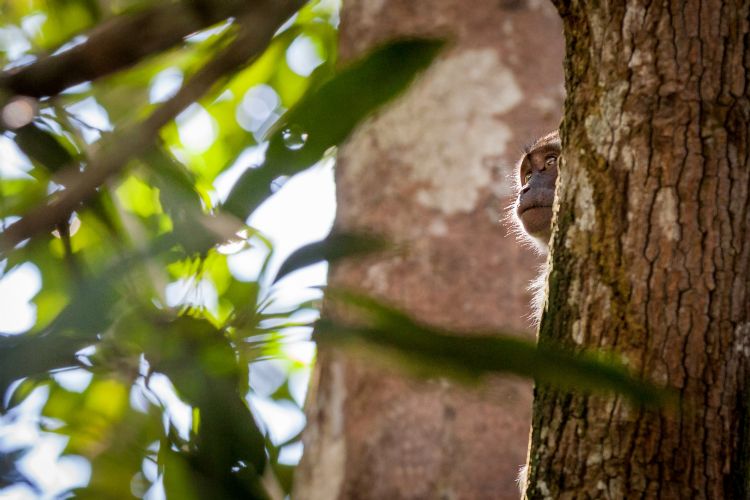 FSC-bos op Borneo FSC-bos op Borneo