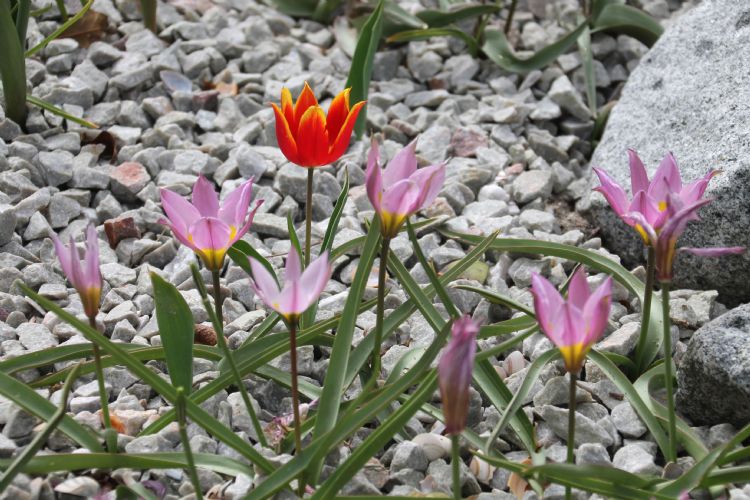 Keukenhof border van kweker Hein Meeuwissen in halfverharding uitgeplant met twee soorten botanische tulpjes, te weten Tulipa schrenkii en Tulipa humilis