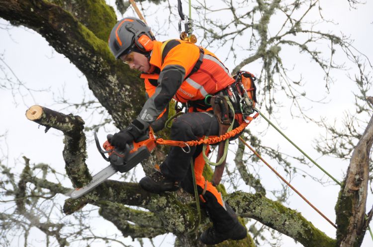 Josephine Hedger met de nieuwe  accu zaag in actie; Met deze accukettingzaag hebben hoveniers geen benzine-aangedreven zaag meer nodig