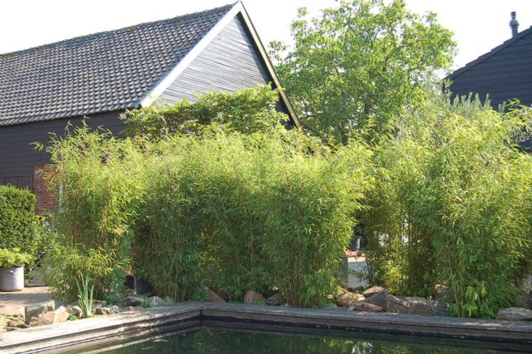 Fargesia 'Obelisk' Fargesia 'Obelisk'